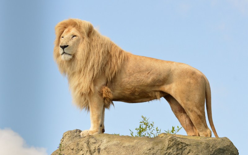 Капский Лев (Panthera Leo melanochaita)