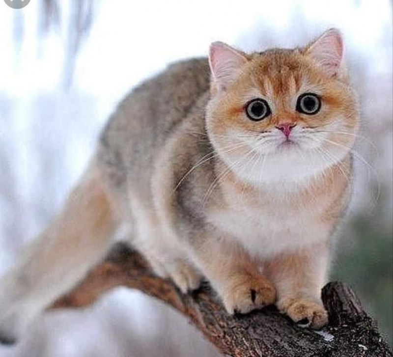 Шотландская короткошерстная Золотая шиншилла