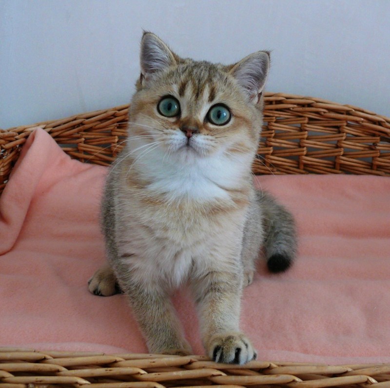 Британская Золотая шиншилла