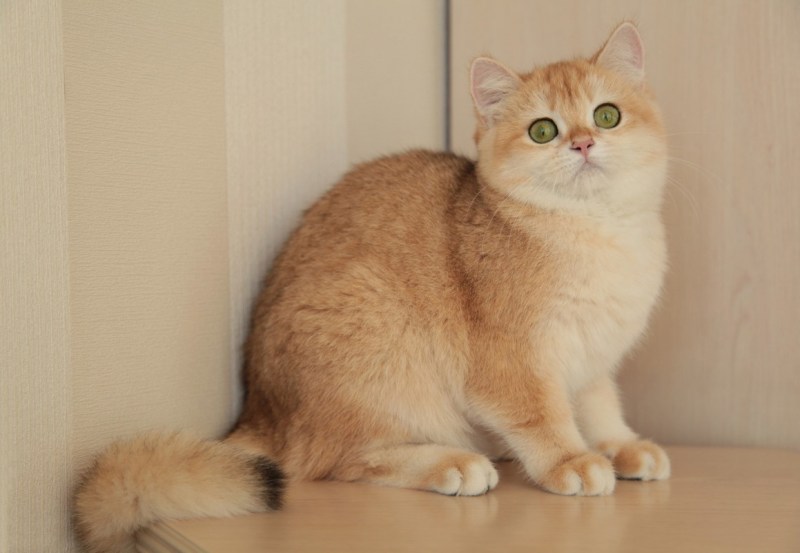 Шотландская короткошерстная Золотая шиншилла