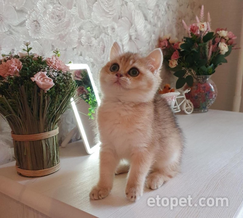 Шотландская короткошерстная Золотая шиншилла