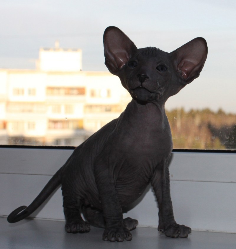 Allegra Sphynx