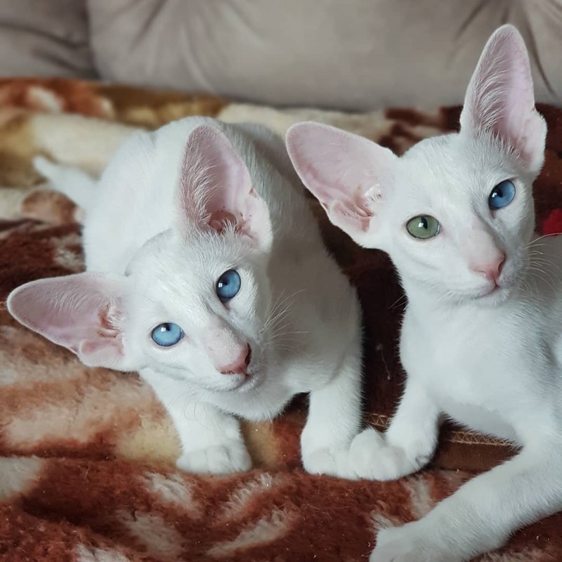 Коты породы Петерболд