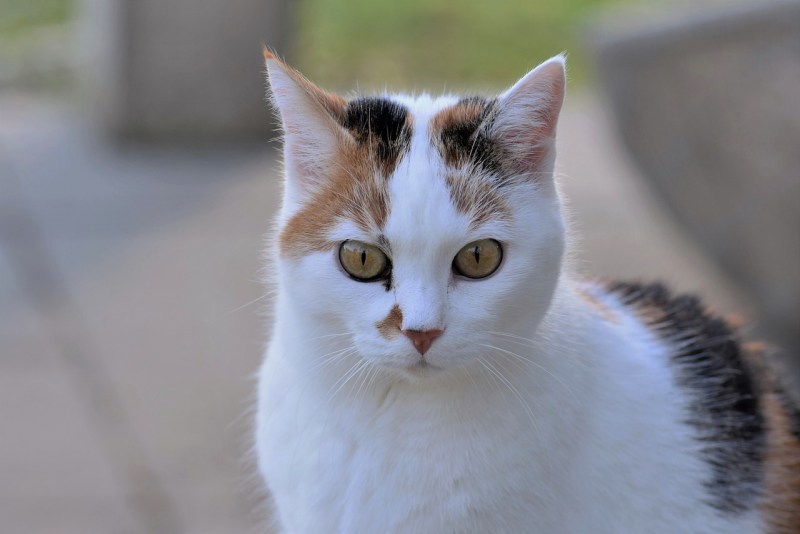 Конъюнктивит у кошек нелеченный