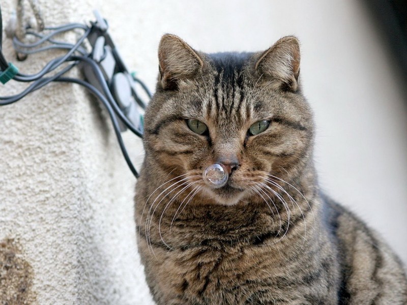 Кот с соплёй