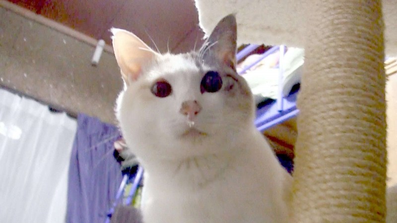 Кот с соплёй