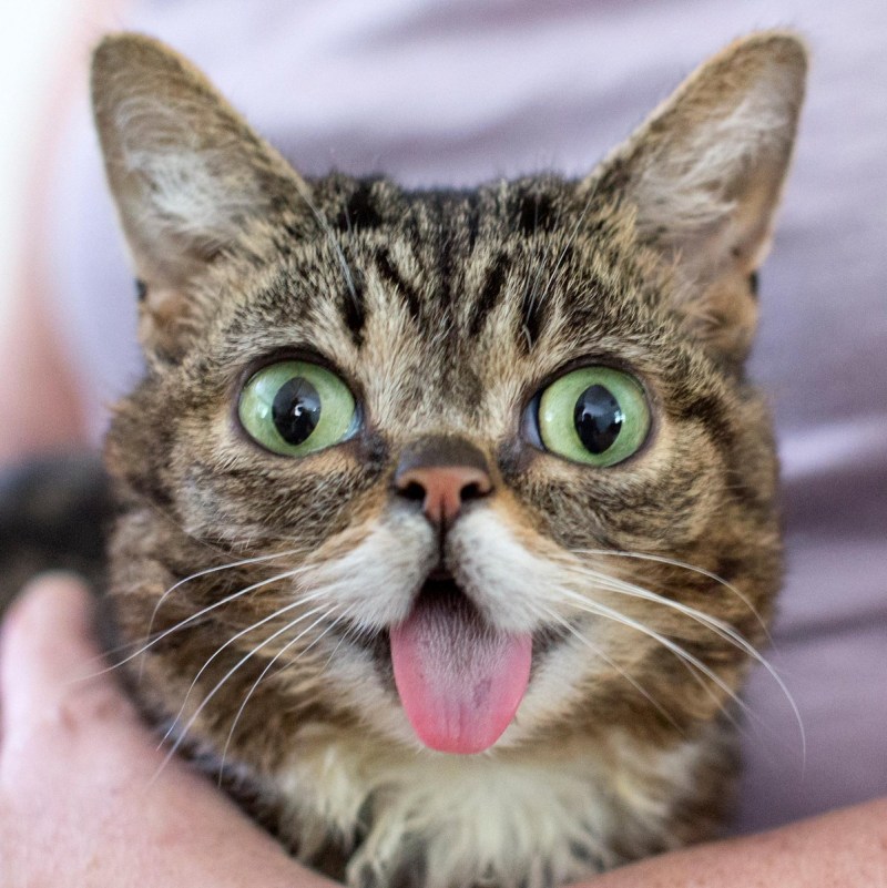 Двуликий кот Фрэнк