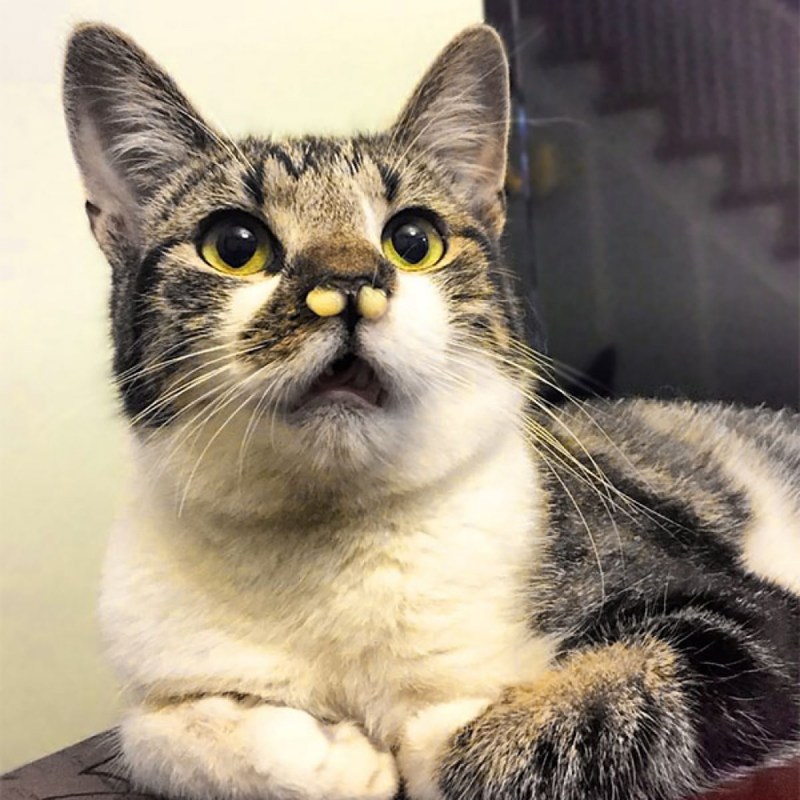 Коты нос