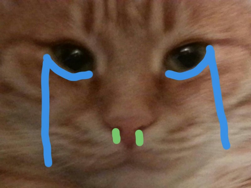 Кот с соплей