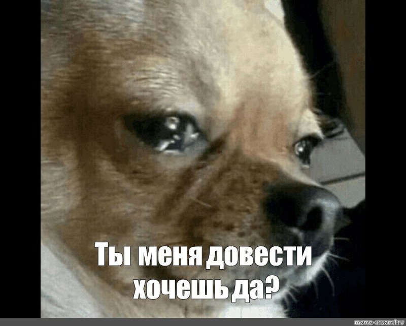 Котики приколы