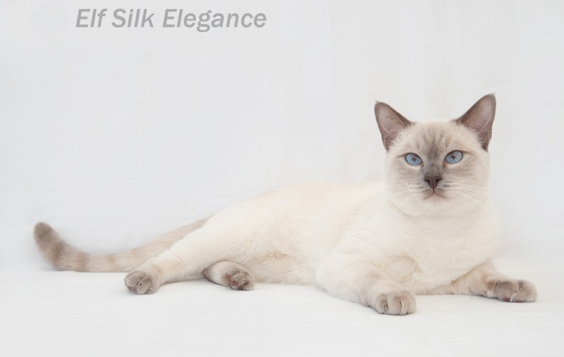 Elegant Step питомник тайских кошек