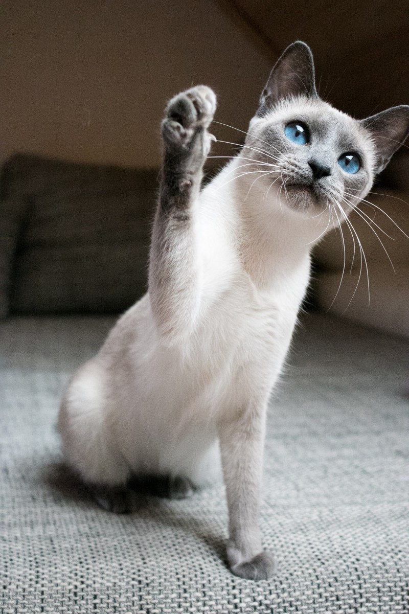 Lilac point Thai Cat