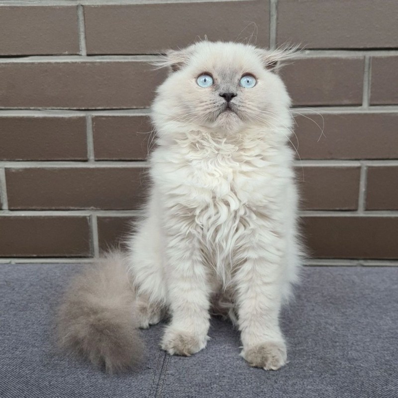 Лиловый сиамский кот