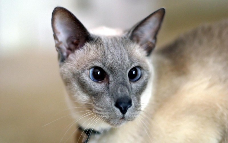 Королевская Сиамская кошка