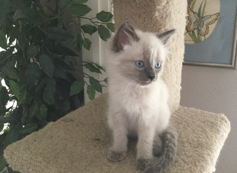 Котята голубые и Блю Пойнт