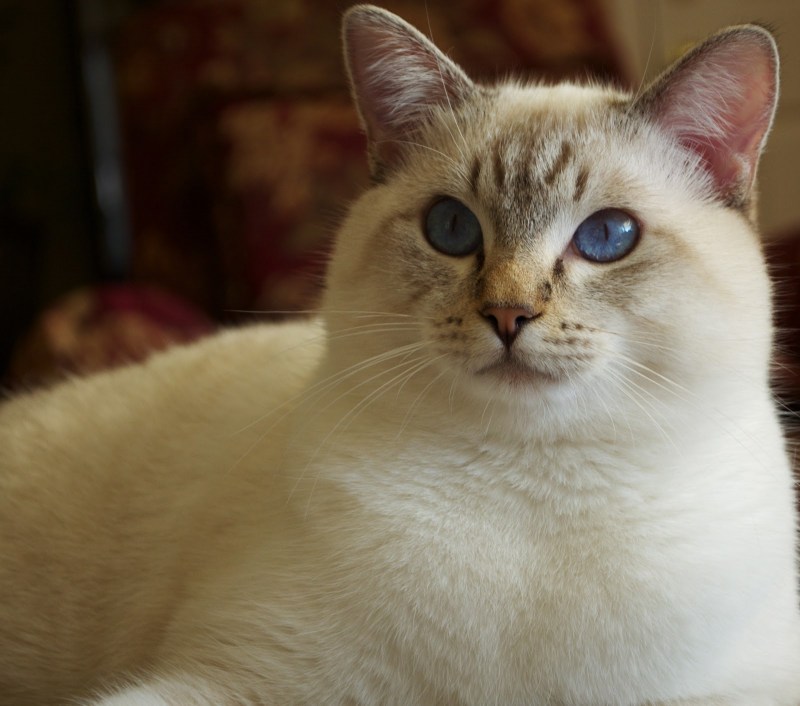 Балинезийская кошка короткошерстная
