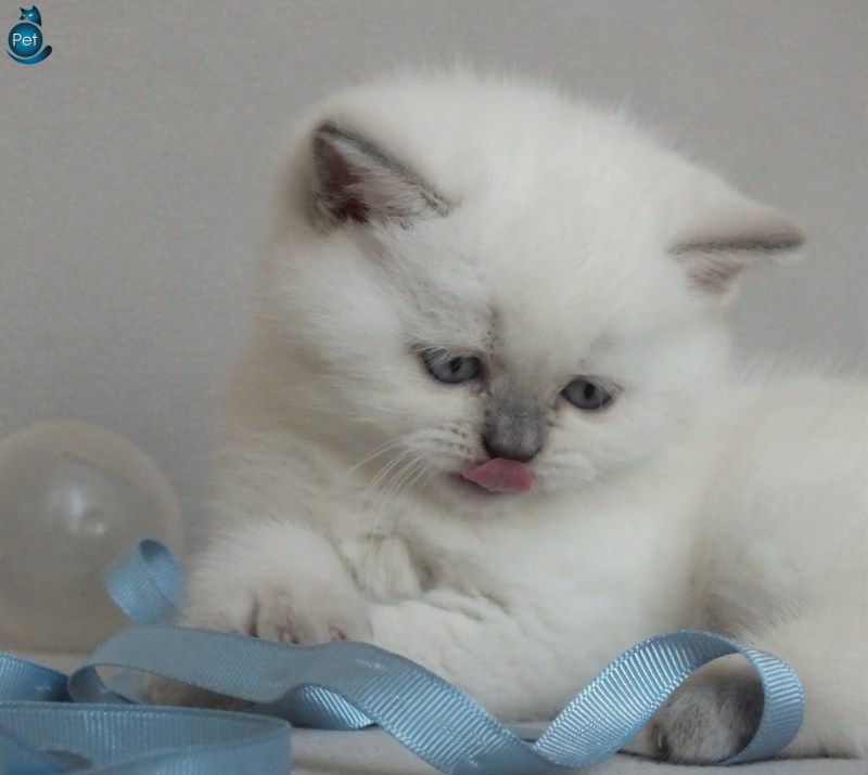 Тайская кошка Лилак Пойнт
