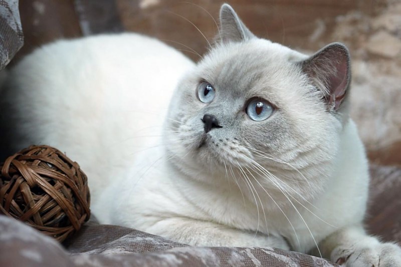 Британский кот Лилак Пойнт