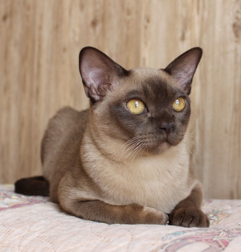 Кошка Бурма