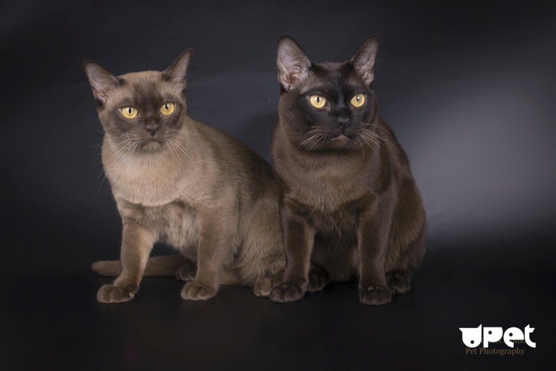 Бурманская кошка аллергия