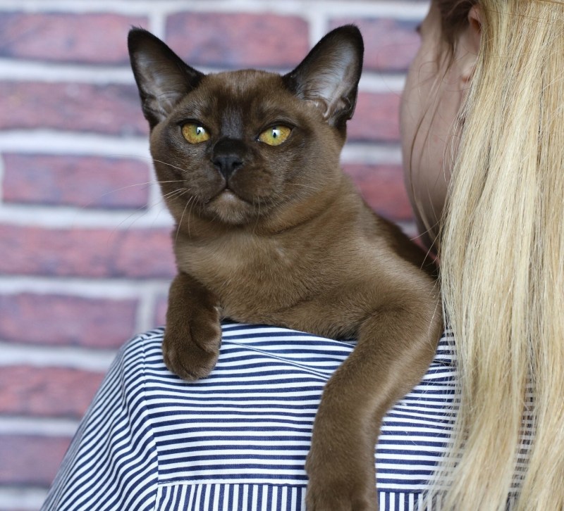 Бурманский кот соболиный