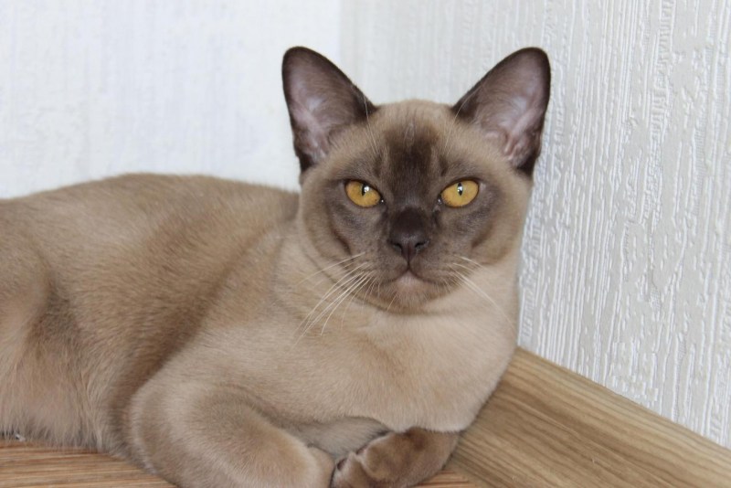 Бурманский соболиный котенок