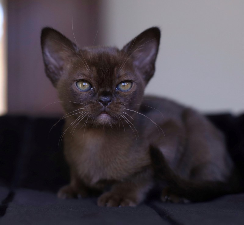 Соболиная Бурманская кошка
