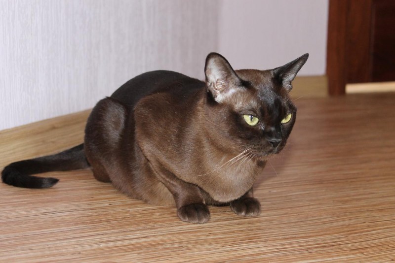 Бурма Соболиная кошка