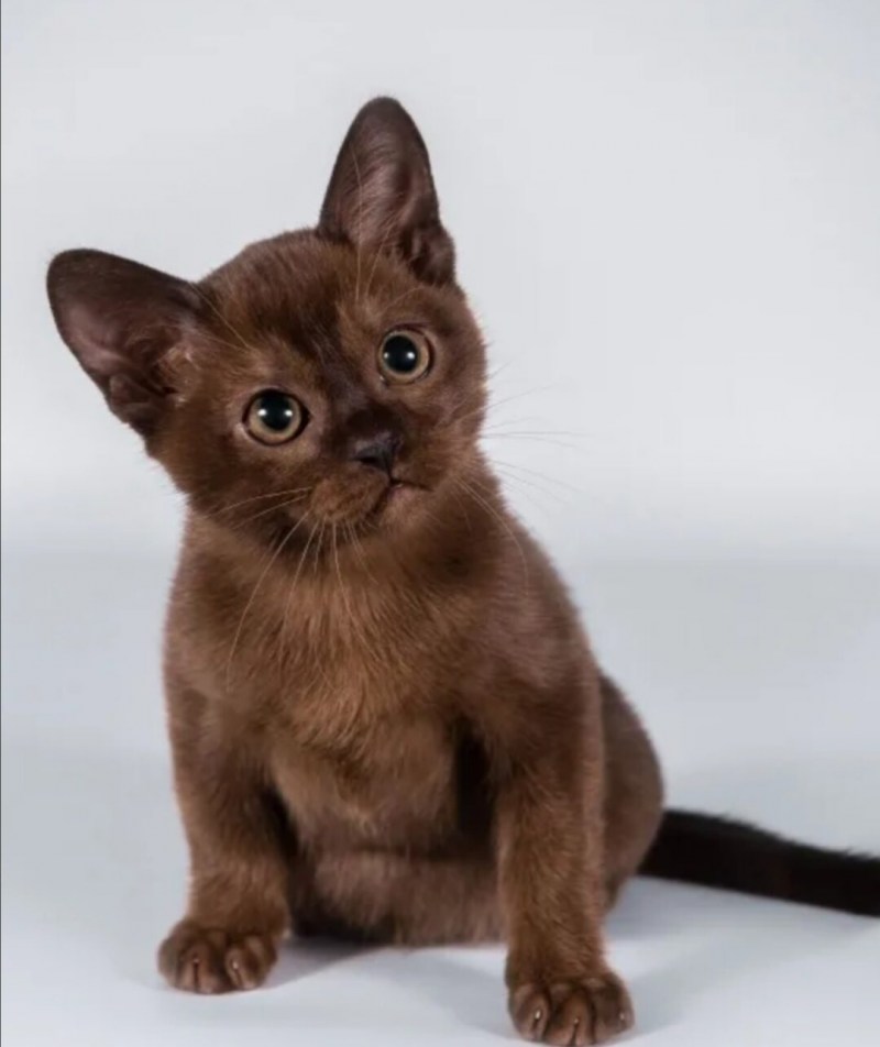 Кошка Бурма белая