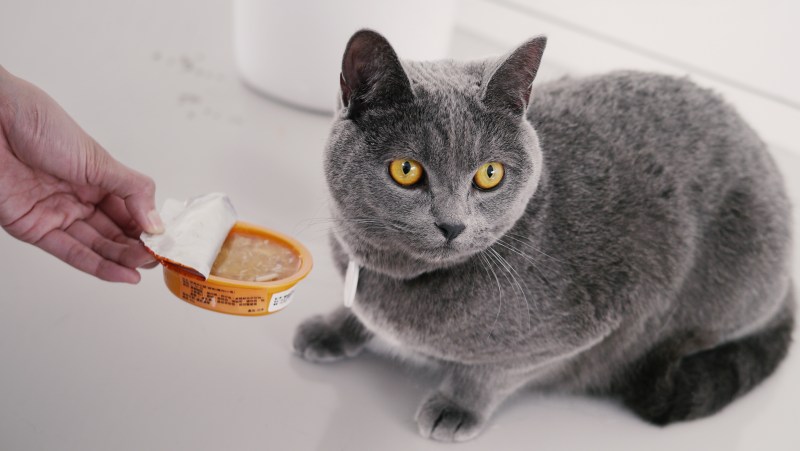 Ухаживание за котенком