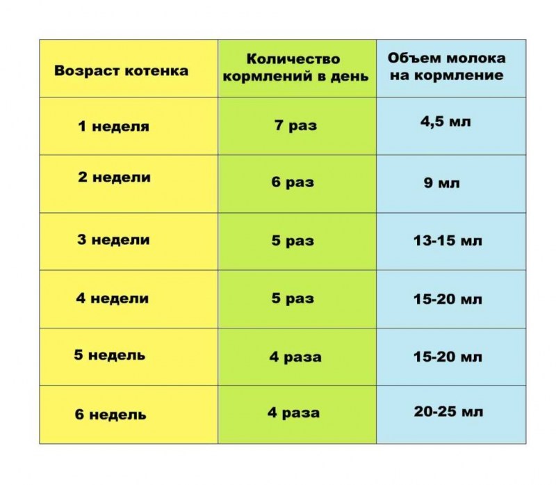 Норма кормления котенка 1.5 месяца