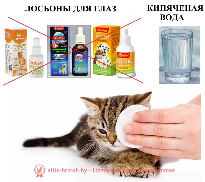 Как ухаживать за котенком