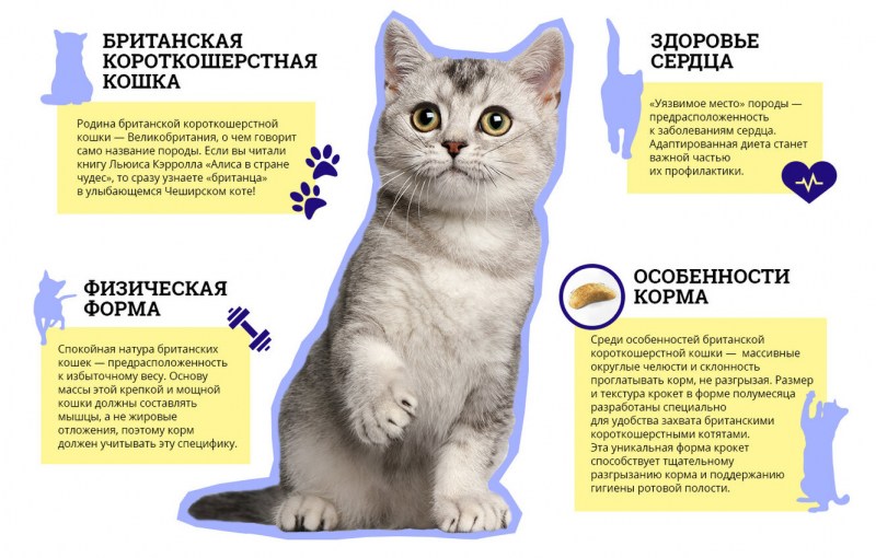 Что нужно для кошки