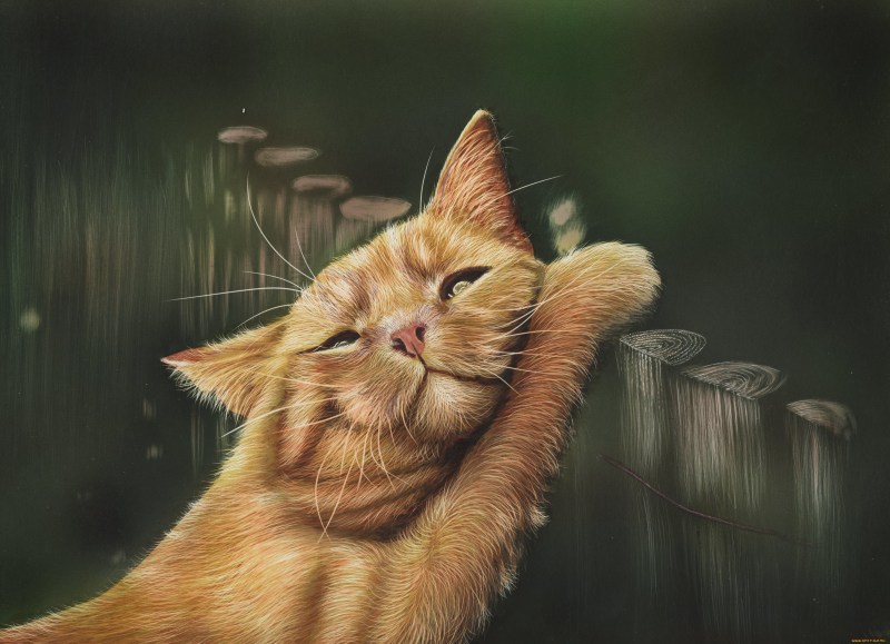 Коты рисунки