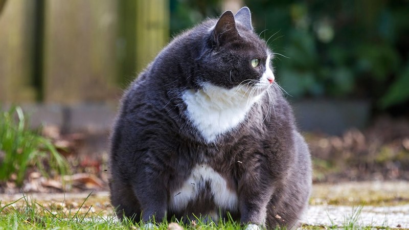 Толстые коты на рабочий стол
