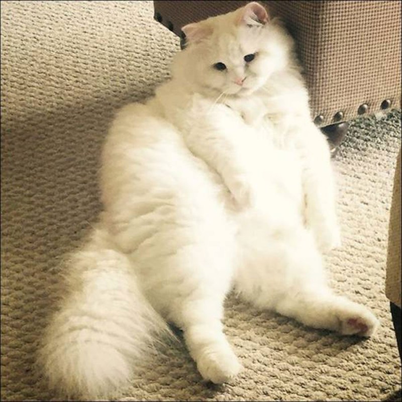 Милые толстые котики