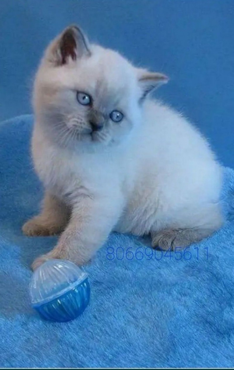 Кошка скоттиш страйт Блю Пойнт