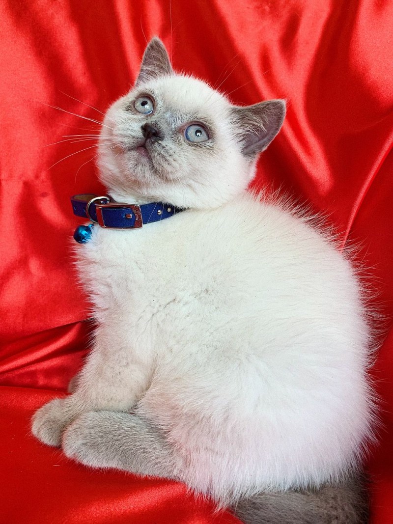 Шотландская кошка Блю Пойнт