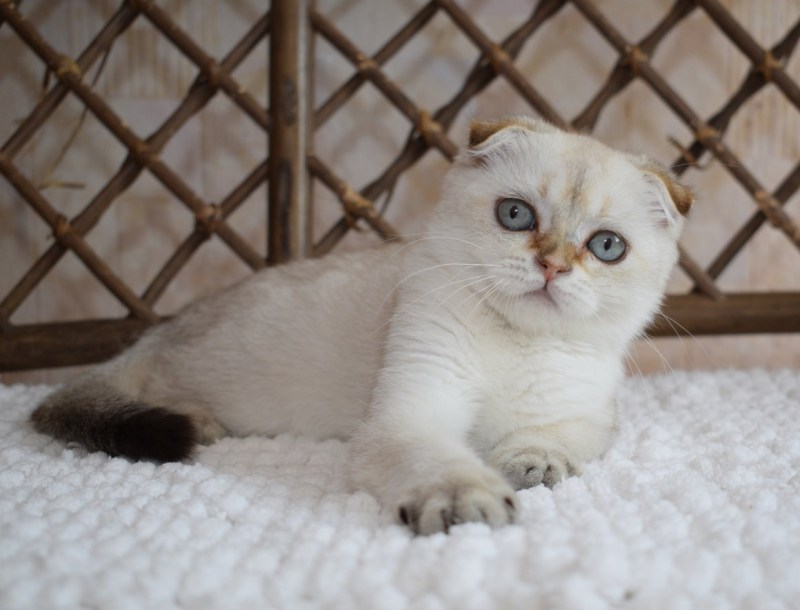 Британский кот колор Пойнт