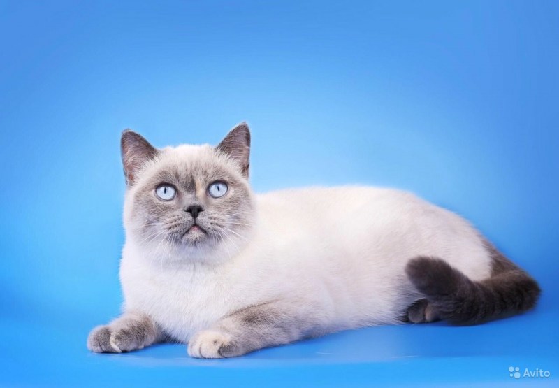 Кот скоттиш страйт Блю Пойнт