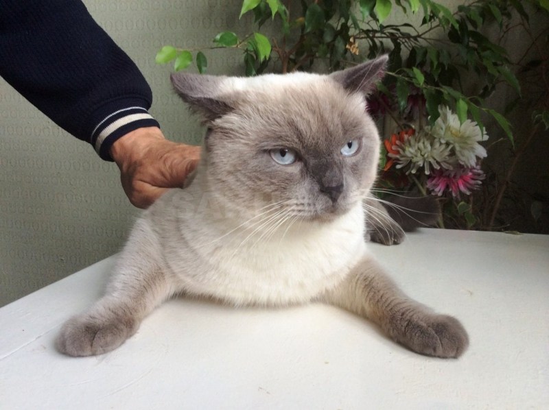 Британский кот колор Пойнт