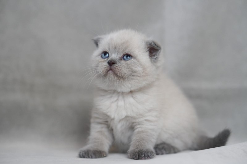 Британская кошка Блю Пойнт
