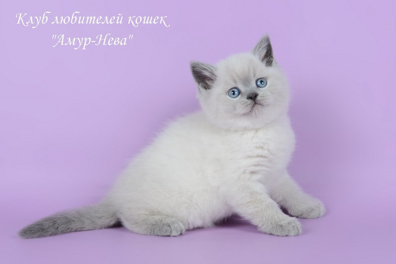 Британская кошка колор Пойнт