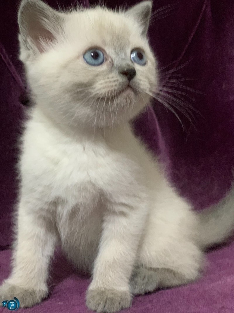 Блю поинт шотландский вислоухий котенок
