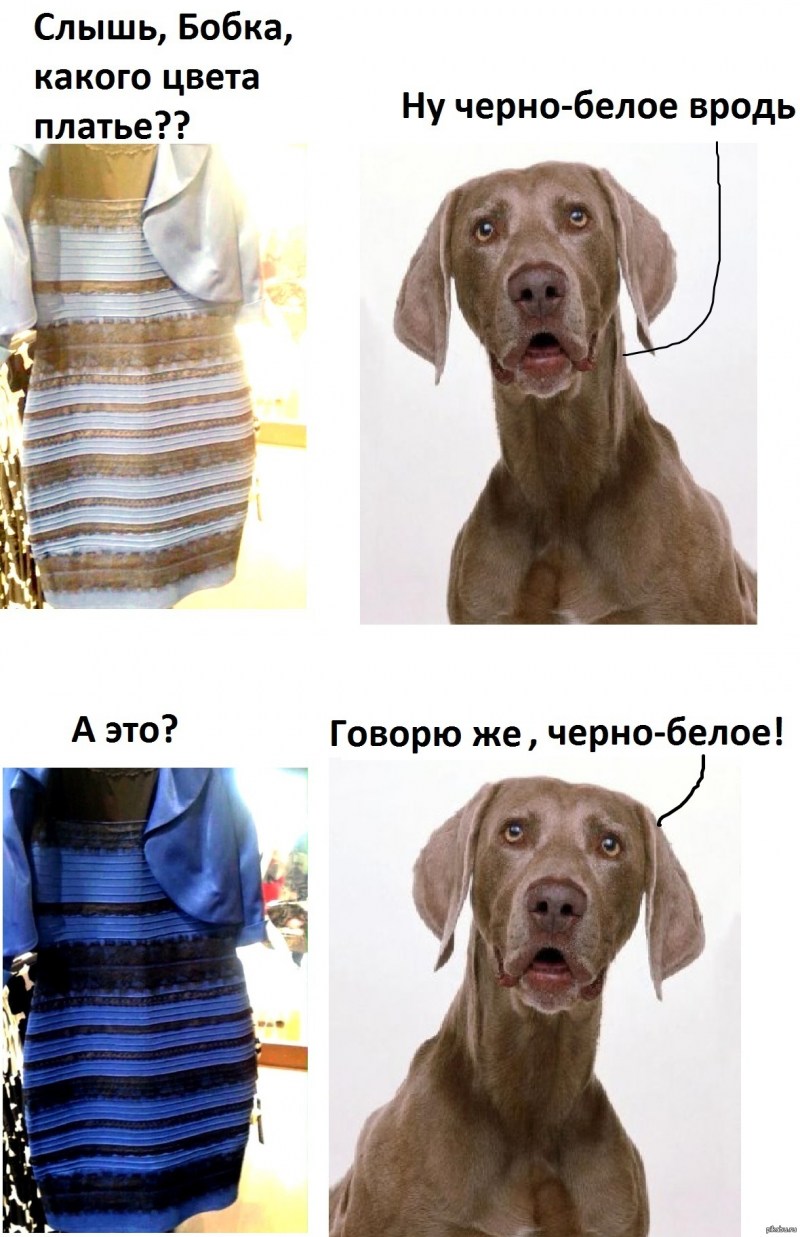 Как видят мир собаки