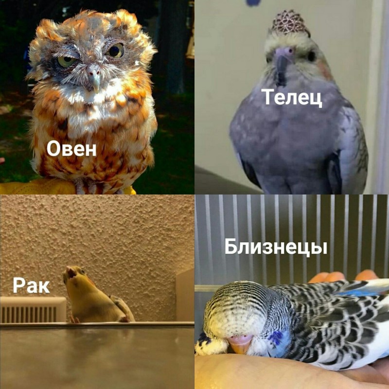 Каким видят мир попугаи