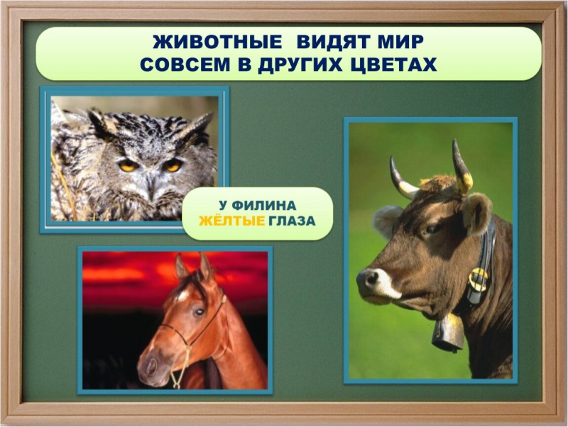 Мир глазами домашних животных