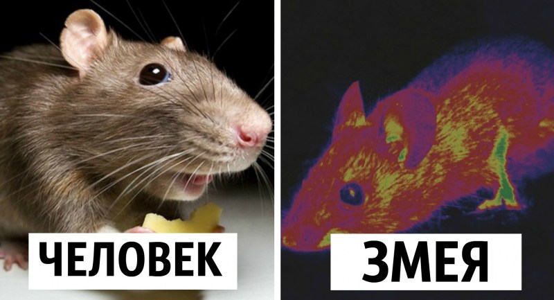 Как видят мир животные