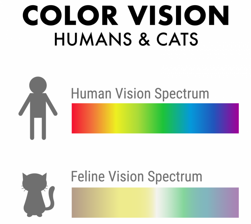 What Colour are Cats