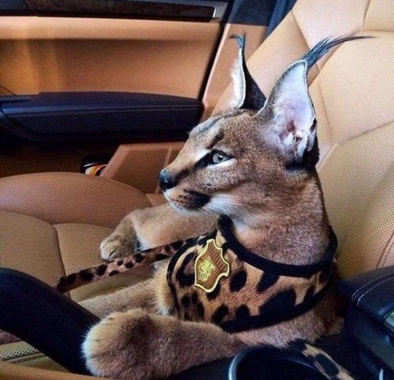 Гламурные животные